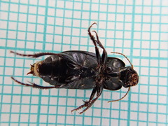 Harpalus tardus
