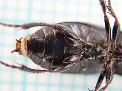 Harpalus tardus