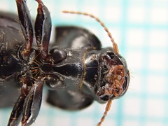 Harpalus tardus