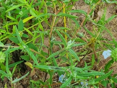 Trichodesma zeylanicum