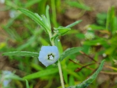 Trichodesma zeylanicum