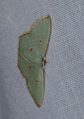 Comostola meritaria