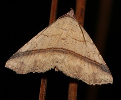Condate hypenoides