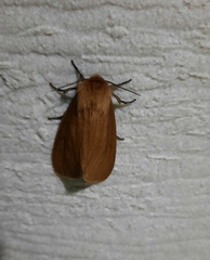 Paracles phaeocera