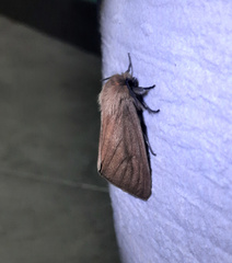 Paracles phaeocera