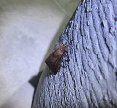 Paracles phaeocera