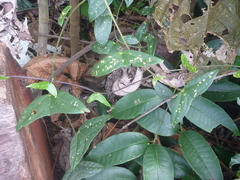 Passiflora vespertilio