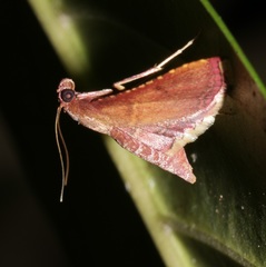 Endotricha olivacealis