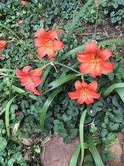 Cyrtanthus sanguineus