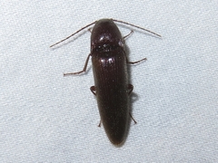Melanotus castanipes