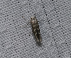 Epicephala lanceolaria