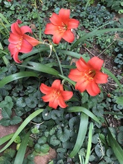 Cyrtanthus sanguineus