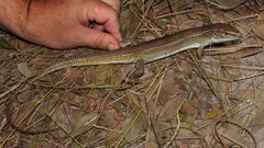 Gerrhosaurus auritus