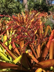 Aechmea blanchetiana