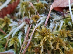 Sphagnum inundatum