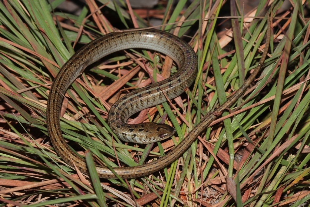 Western Serpentiform Skink