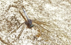 Orthetrum julia falsum