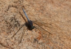 Orthetrum julia falsum