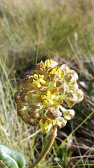 Asclepias macropus