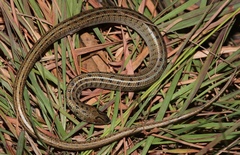 Eumecia anchietae