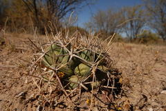 Coryphantha poselgeriana