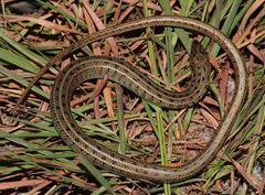 Eumecia anchietae