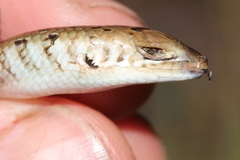 Eumecia anchietae