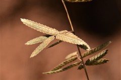 Eragrostis nindensis