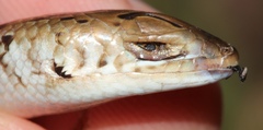 Eumecia anchietae