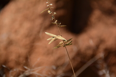 Eragrostis nindensis
