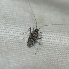 Phytocoris pulchricollis