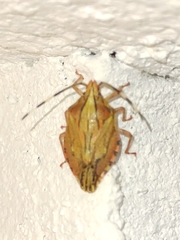 Dinocoris lineatus