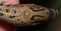 Eumecia anchietae