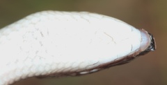 Eumecia anchietae