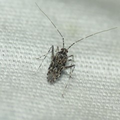 Phytocoris pulchricollis