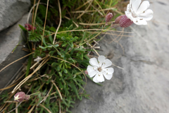 Silene uniflora uniflora