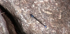 Oxyagrion ablutum