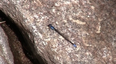 Oxyagrion ablutum