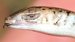 Eumecia anchietae