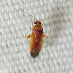 Parthenicus covilleae