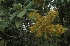 Verbesina crassiramea