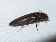Melanotus castanipes