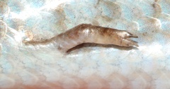 Eumecia anchietae