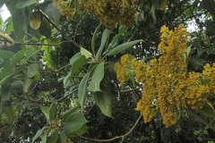 Verbesina crassiramea