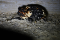 Eucryptorrhynchus scrobiculatus