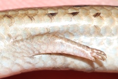 Eumecia anchietae