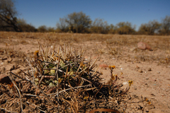 Coryphantha poselgeriana