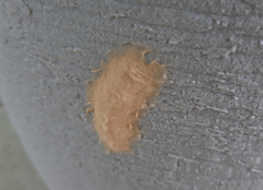 Paracles phaeocera
