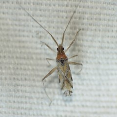 Phytocoris squamosus