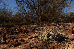 Coryphantha poselgeriana